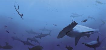 Photo du livre Sharkwater, les seigneurs de la mer