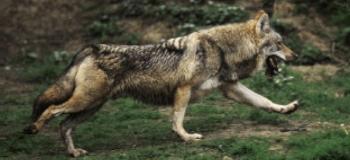 Photo d'un loup