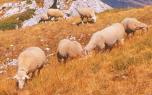 Photographie de moutons dans les Alpes