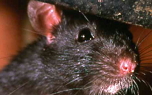 Vignette du livre Les Rats