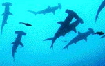 Vignette du livre Sharkwater
